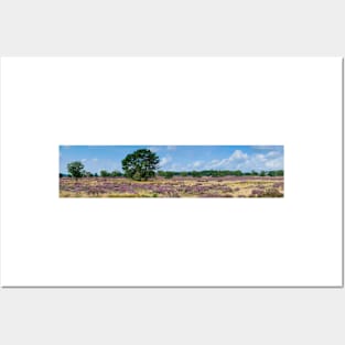 Panorama of heathland with trees early in the morning Posters and Art